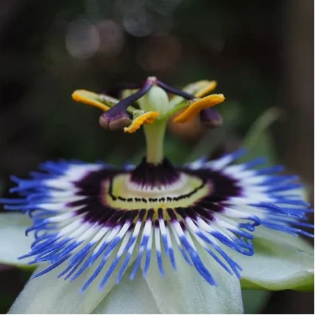 mascara_extrato_de_flores3